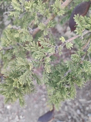 Vachellia caven