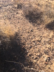 Sporobolus contractus