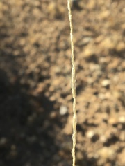 Sporobolus contractus