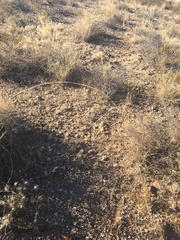 Sporobolus contractus