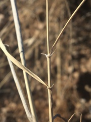 Sporobolus contractus