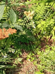 Symphytum caucasicum