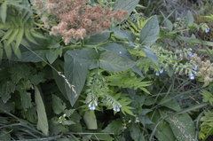 Symphytum caucasicum