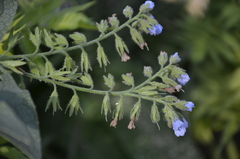 Symphytum caucasicum