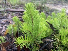 Persoonia chamaepitys