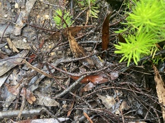 Persoonia chamaepitys