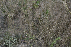 Capsella bursa-pastoris