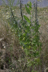 Leonurus quinquelobatus