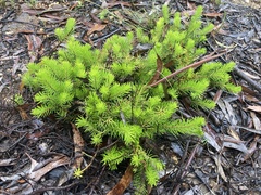 Persoonia chamaepitys