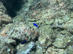 Stegastes acapulcoensis