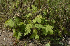 Acer platanoides