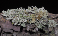 Imshaugia placorodia