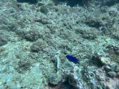 Stegastes acapulcoensis