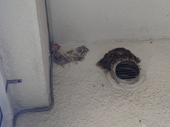 Hirundo rustica