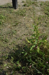 Cirsium arvense