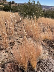 Elionurus barbiculmis