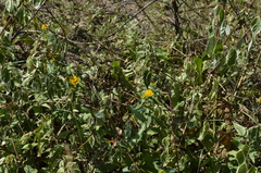 Pentanema britannica