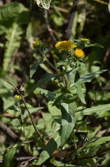 Pentanema britannica