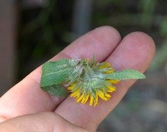 Pentanema britannica