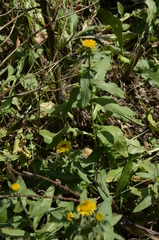 Pentanema britannica