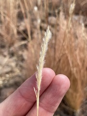 Elionurus barbiculmis