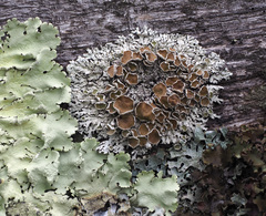 Imshaugia placorodia