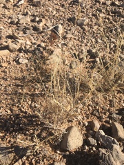 Muhlenbergia arenacea