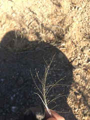 Muhlenbergia arenacea