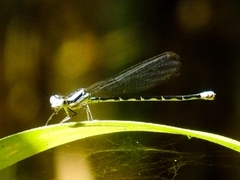 Argia johannella