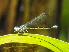 Argia johannella