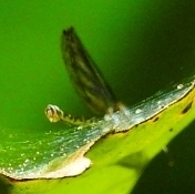 Argia johannella