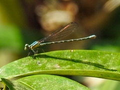 Argia johannella