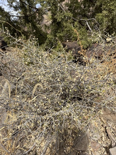 Image of Bernardia obovata by (c) Matt Berger, some rights reserved (CC BY)