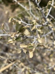 Bernardia obovata