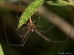 Tetragnatha versicolor