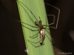 Tetragnatha versicolor