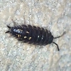 Porcellio ornatus