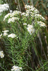 Olearia glandulosa