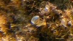 Padina pavonica