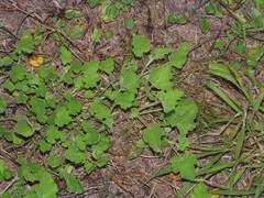 Sphaeralcea lindheimeri
