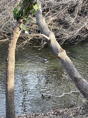 Lophodytes cucullatus