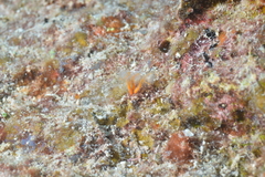 Clavelina detorta