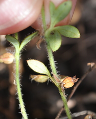 Xanthosia tasmanica
