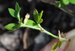 Xanthosia tasmanica