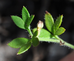 Xanthosia tasmanica