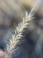 Muhlenbergia alopecuroides