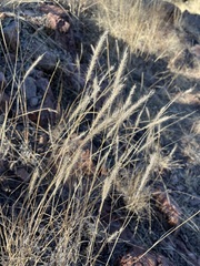 Muhlenbergia alopecuroides