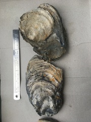 Crassostrea ingens