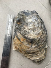 Crassostrea ingens