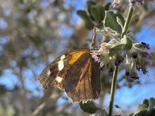 iNaturalist observation photo of American Snout